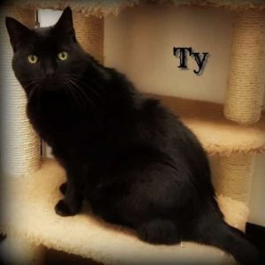 Black cat named Ty