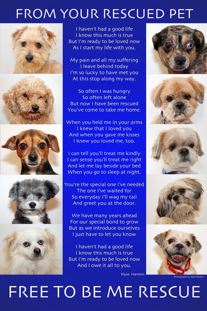 From Your Rescued Pet Poem