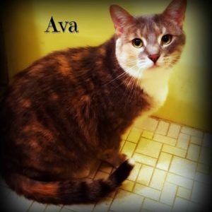 Cat named Ava
