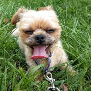Dog laying in the grass with tongue out