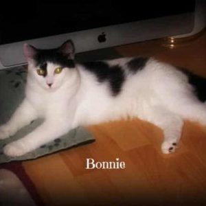 Cat named Bonnie
