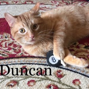 Cat named Duncan laying on a rug