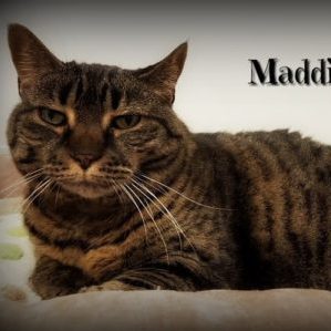 Cat named Maddie