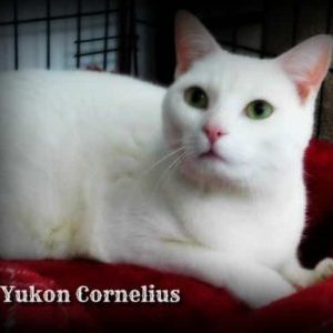 Cat named Yukon Cornelius